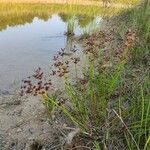 Juncus articulatus 形態