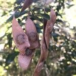 Gliricidia sepium Fruit