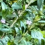 Freylinia tropica Flower