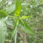 Cestrum nocturnum Blad