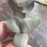 Eucalyptus pulverulenta Folha