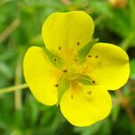 Potentilla erecta Flower