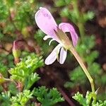 Pelargonium fruticosum Flower