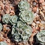 Filago tyrrhenica 形態