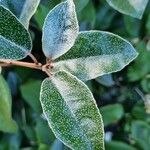 Elaeagnus × submacrophylla Folio