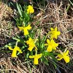 Narcissus minor Fleur