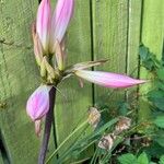 Amaryllis belladonna Flor