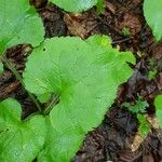 Eurybia macrophylla Leaf