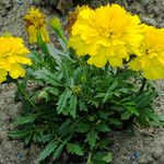 Tagetes erecta 形態