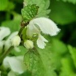 Lamium album Flower
