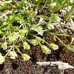 Arenaria ciliata പുഷ്പം