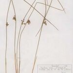 Juncus filiformis Облик