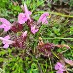 Pedicularis sylvatica Floare