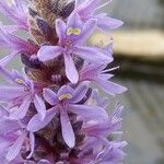 Pontederia cordata Flower