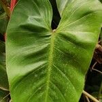 Philodendron giganteum Leaf