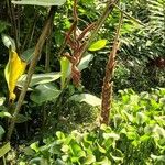 Heliconia vellerigera Flor