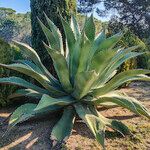 Agave salmiana Habit