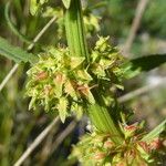 Rumex palustris Фрукт