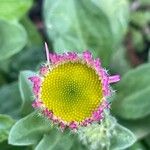 Erigeron glaucus Virág