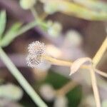 Galium spurium Fruit