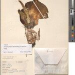 Amorphophallus lewallei Otro