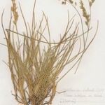 Festuca laevigata Habitus