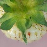 Fragaria × ananassa Листок