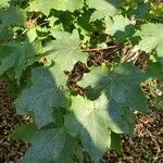 Acer macrophyllum Folha