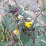 Sonchus oleraceus Květ