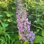 Buddleja japonicaFlower