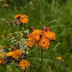 Pilosella guthnikiana Flor