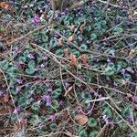 Cyclamen purpurascens Агульны выгляд