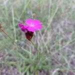 Dianthus carthusianorumFlower