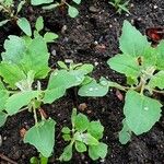 Chenopodium quinoa Лист