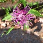 Centaurea nigrescens Fiore