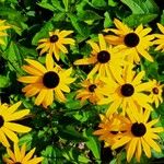 Rudbeckia fulgida Virág