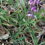 Lathyrus linifolius Floare