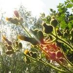 Sonchus palustris Virág