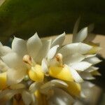 Calyptrochilum emarginatum Λουλούδι