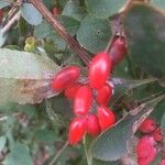 Berberis vulgarisFruit