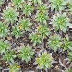 Azorella monantha Jani