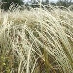 Stipa barbata Květ