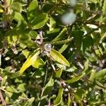 Rubia fruticosa Hoja