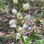 Cephalanthera longifoliaBlomma