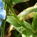 Cynoglossum amabile Φλοιός
