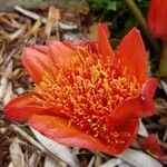 Haemanthus coccineus Květ