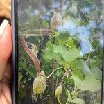 Aristolochia ringens Folio