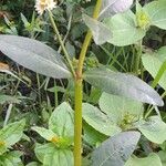 Alternanthera philoxeroides Habit