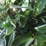 Calathea brasiliensis