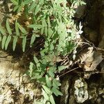 Pellaea atropurpurea Corteza